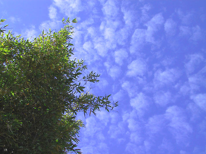 bamboo_clouds1
