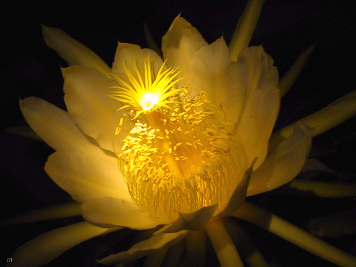 flashlightflower