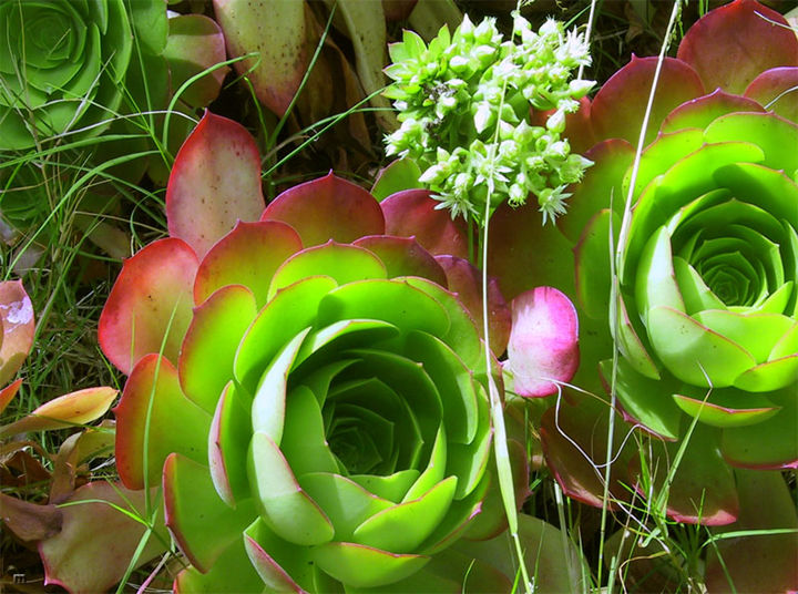 hen_chicks