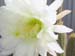 cactus_010625