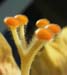 hybis-stamen