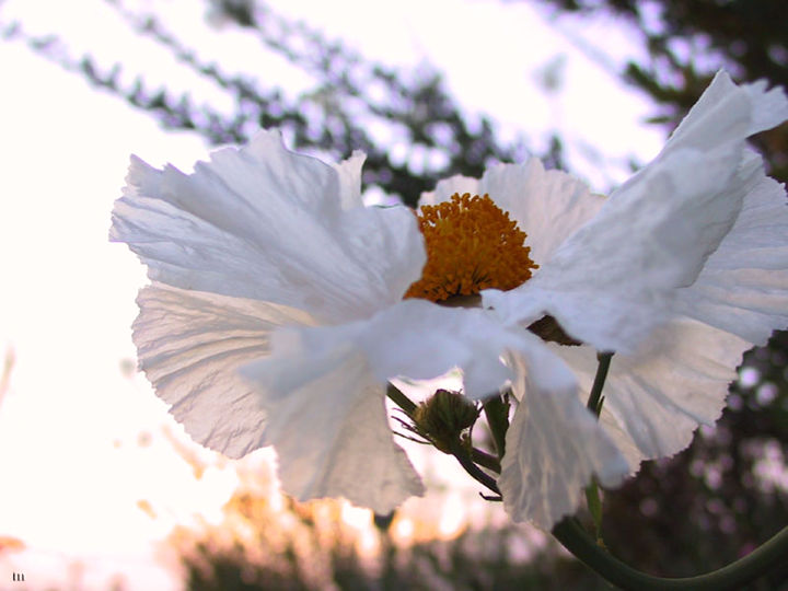 MatilijaPoppy-1