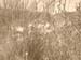 monolake_grass1