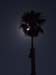 palm-_moon_IMG