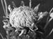 protea_poppy