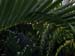 fronds+h20-020702
