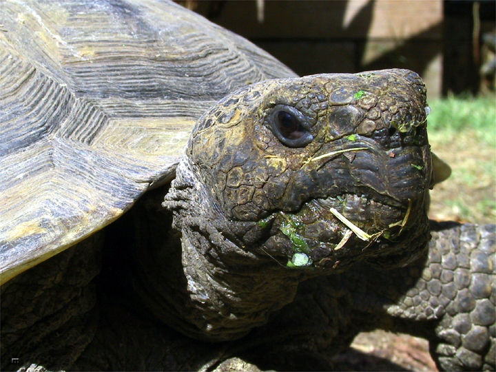 tortoise1-020915