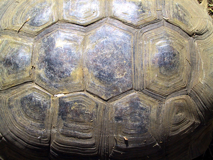 tortoiseshell_020915