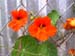 nasturtium-02